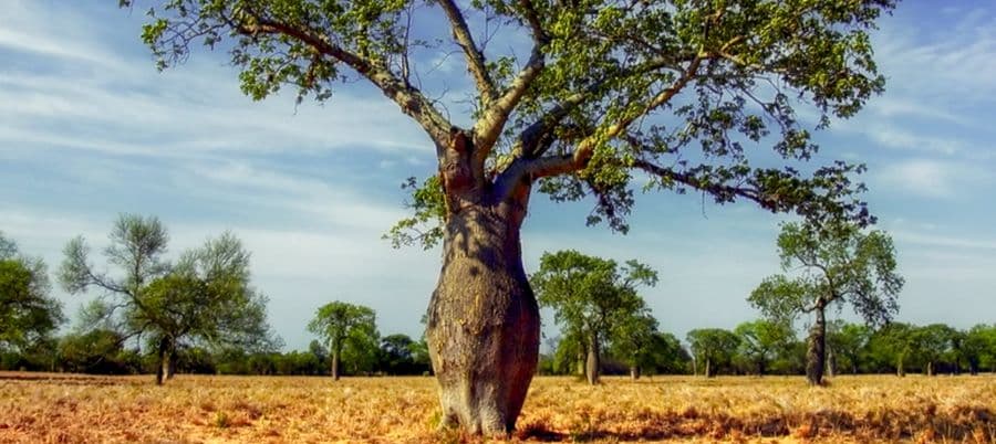 Ceiba tree stands tall in the Gran Chaco